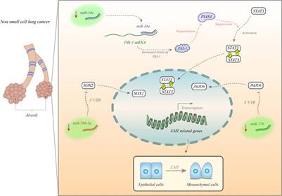 The Impact of Non-coding RNAs in the Epithelial to Mesenchymal Transition